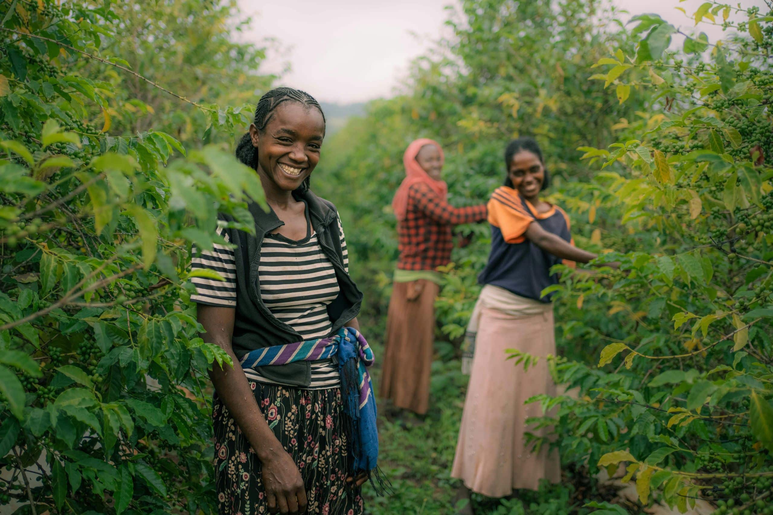 Three women working in a lush garden among green coffee plants. One woman with a smile in the foreground wears a striped top and blue wrap, while the other two are engaged with the plants behind her.